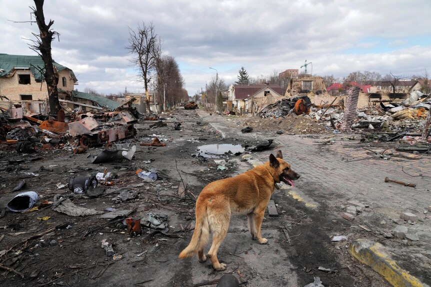 A large, brown dog wanders around destroyed houses and the wreckage of military vehicles, much of which is strewn across a road.