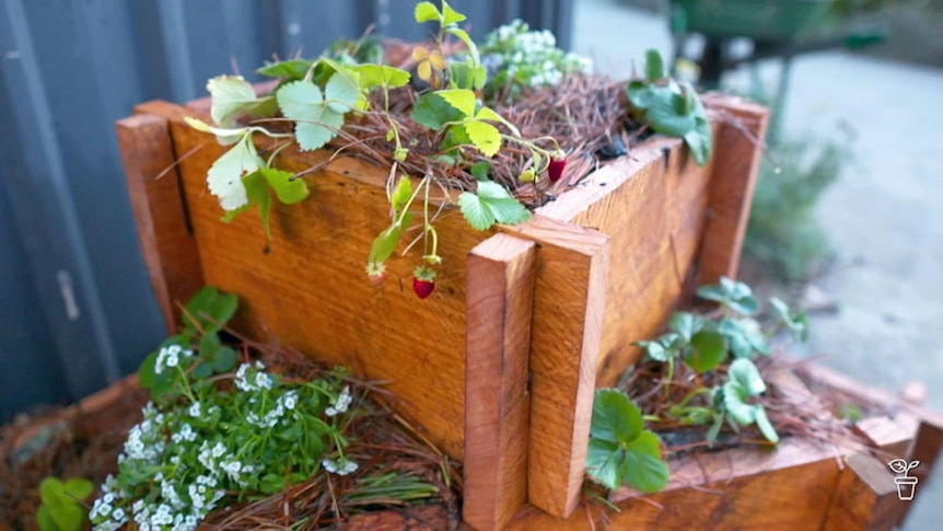 Stacked timber strawberry planter.