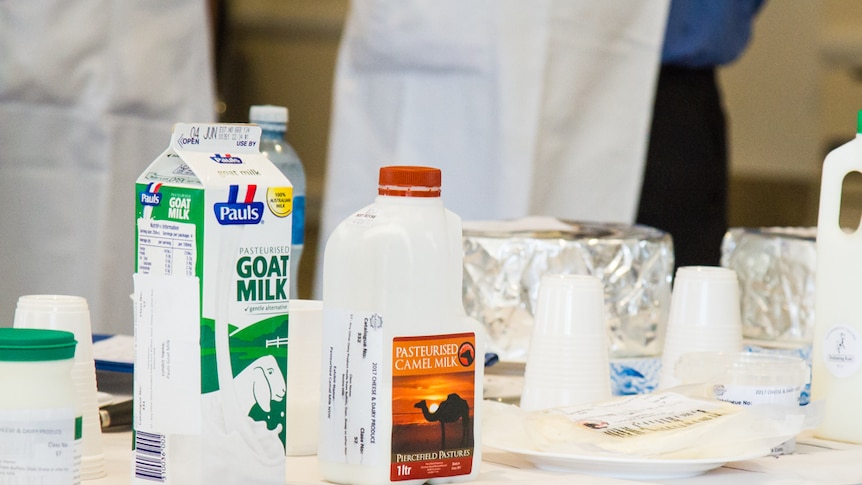 Carton of goat milk and camel milk on a table to be judged.