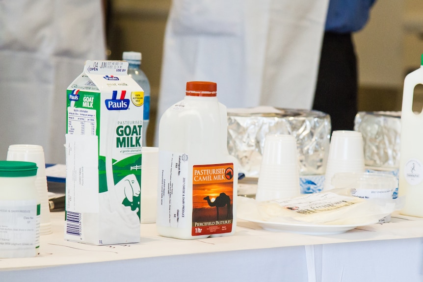 Carton of goat milk and camel milk on a table to be judged.