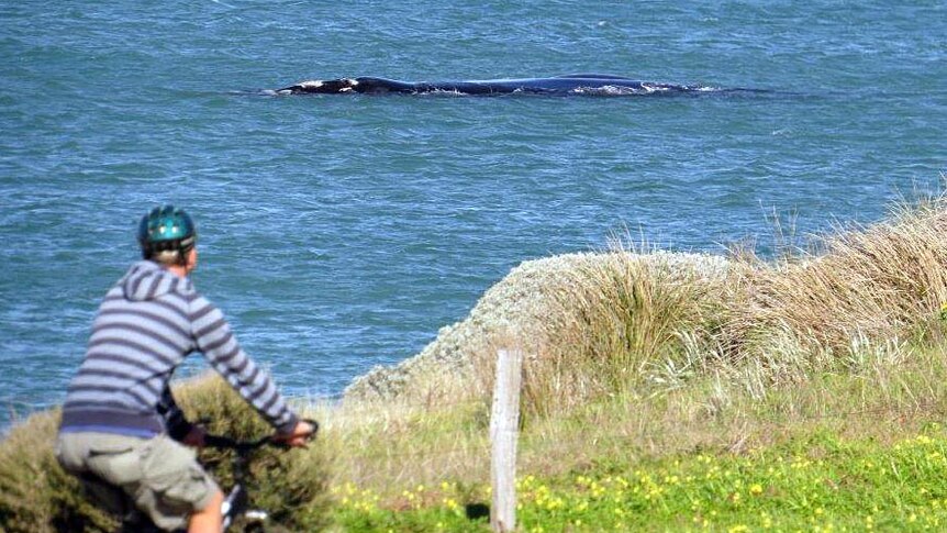 A cyclist watches a whale near the shore at Basham Beach.