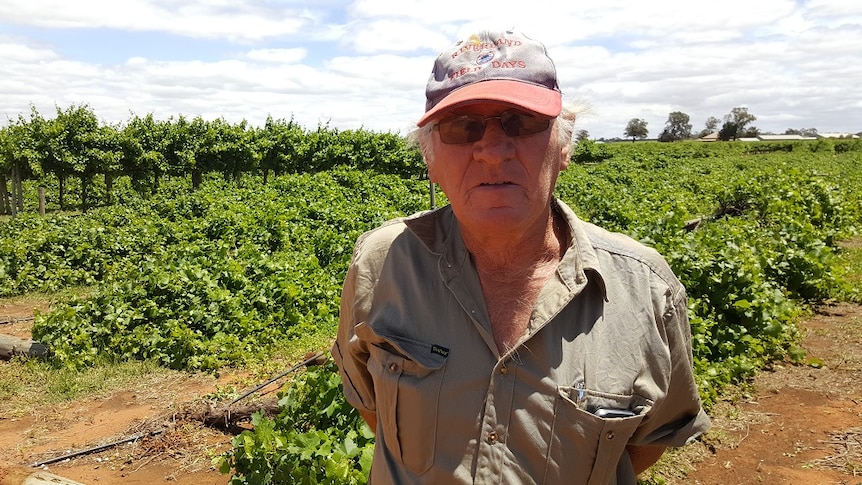 Vineyard manager Peter Grocke stands in front of damaged vines, following a large hail storm.