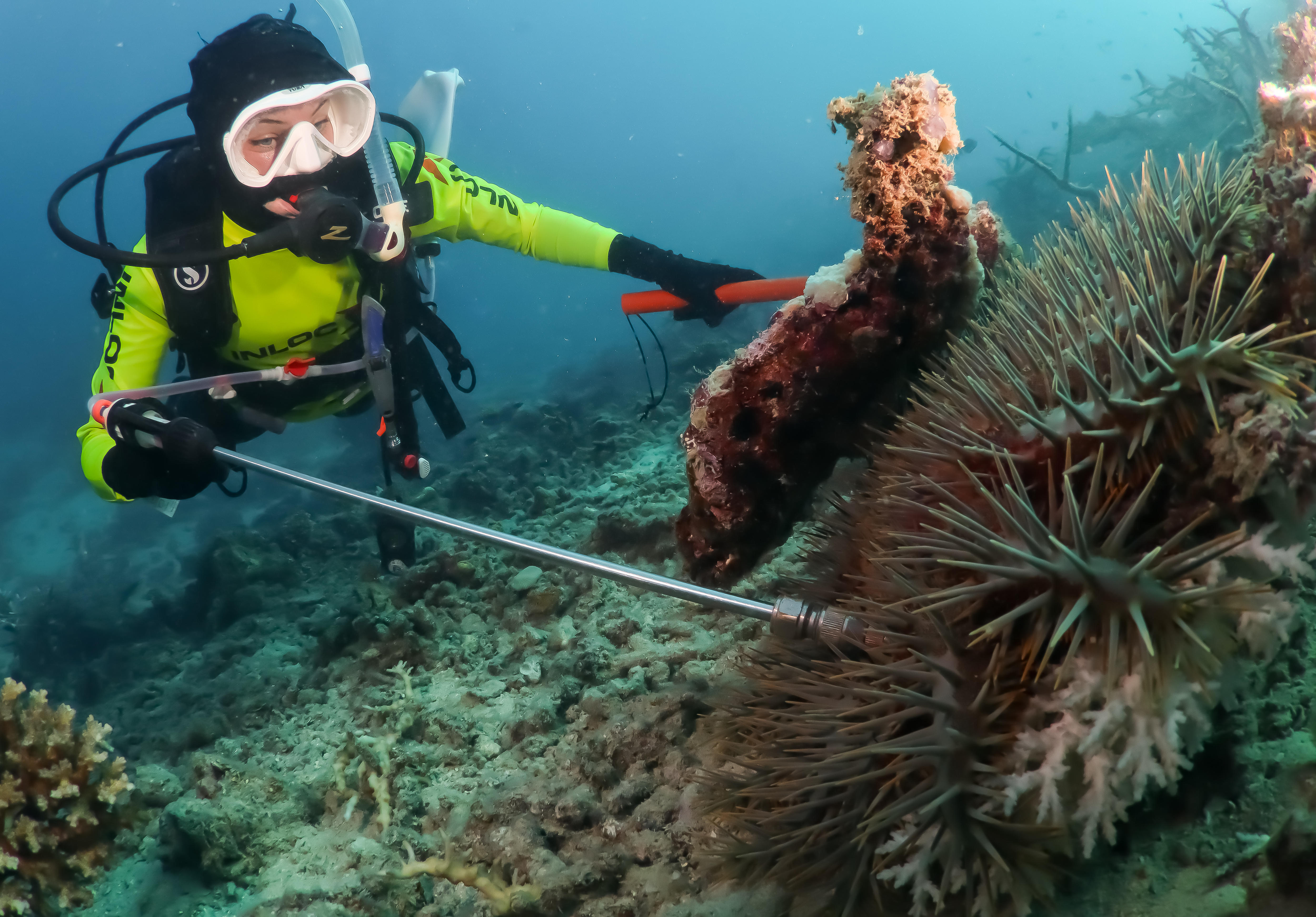 Un buzo golpea una estrella de mar con una larga varilla de metal.