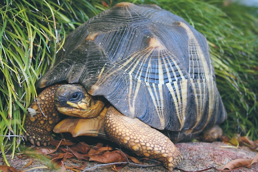 A critically endangered Radiated Tortoise on the ground in front of green foliage.