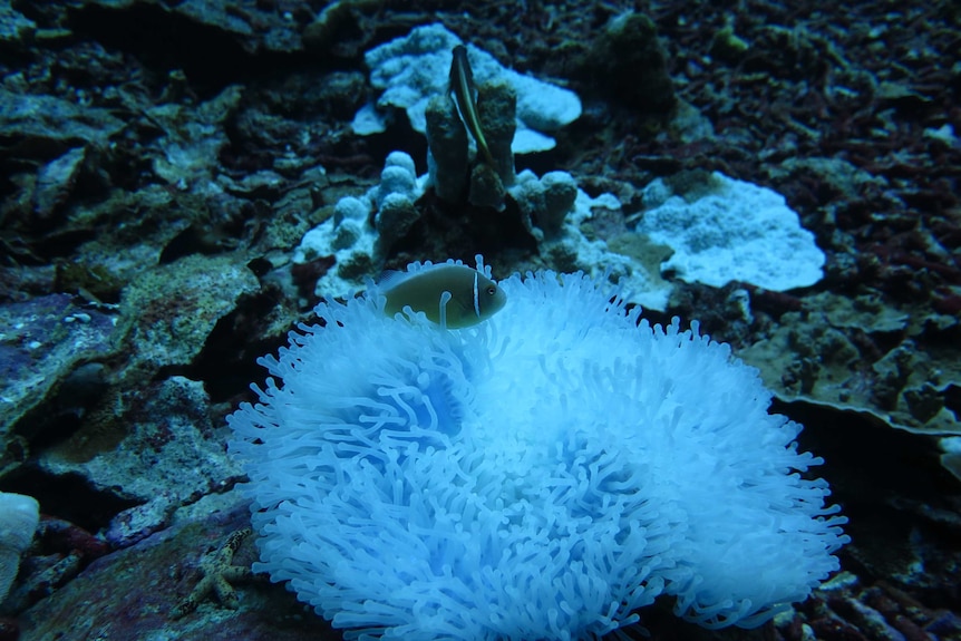 Fish off Christmas Island