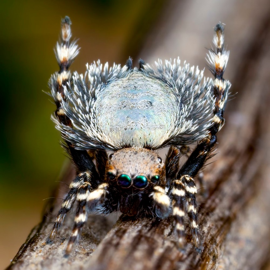 Extreme close up of a peacock spider