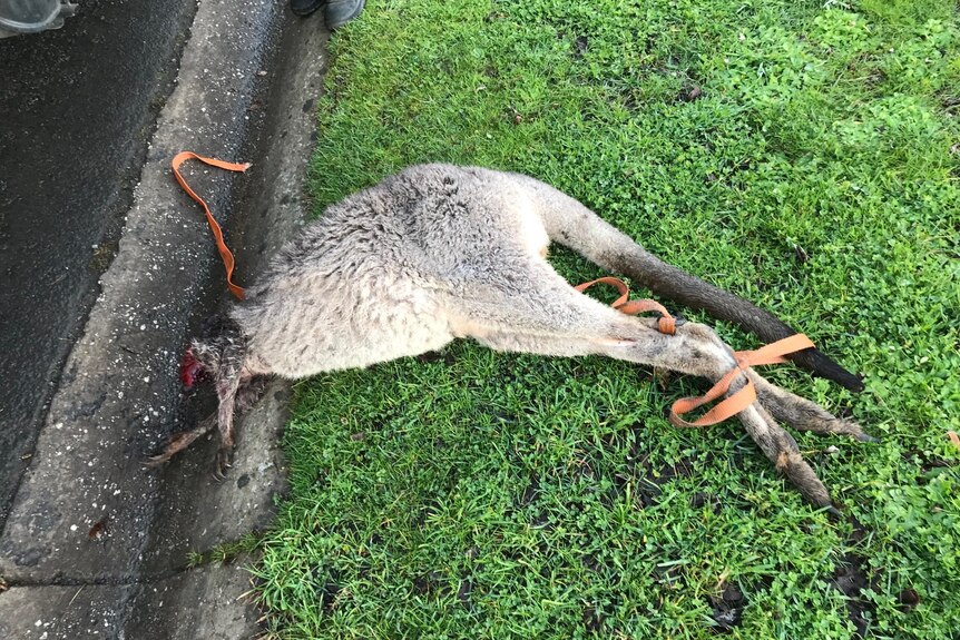 A decapitated kangaroo on a nature strip tied with orange rope. 