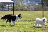 Two dogs in a dog park.