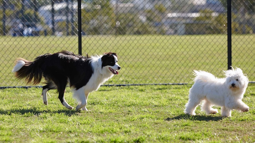 Two dogs in a dog park.