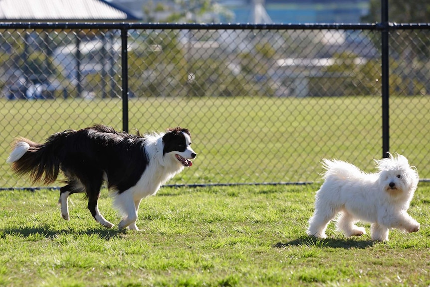 Two dogs in a dog park.