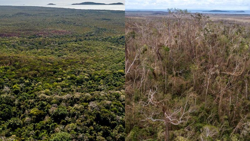 Side-by-side comparison of trees in national park before and after Cyclone Trevor.