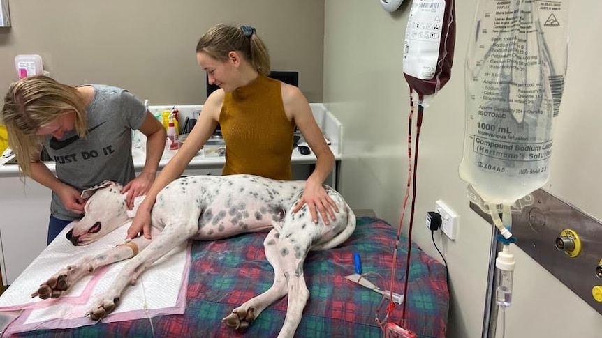 Dog in a vet surgery lying down.