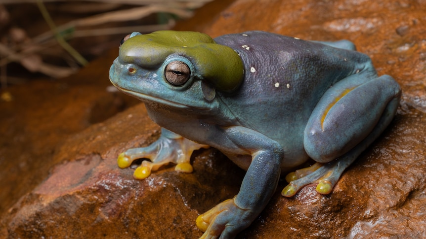 A blue frog on a rock