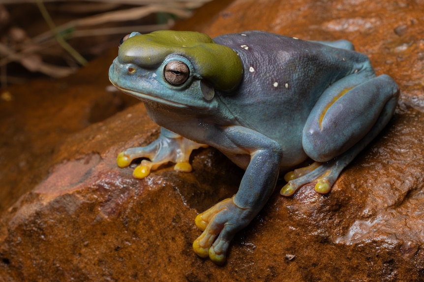 blue frog on a rock