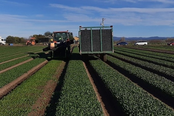 Two harvest machines in a field at Lindenow in Gippsland harvesting spinach.