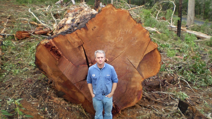 A 500-year-old Karri tree logged near Pemberton in WA.