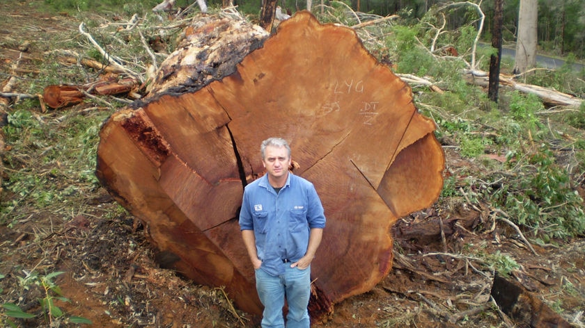 A 500-year-old Karri tree logged near Pemberton in WA (file)