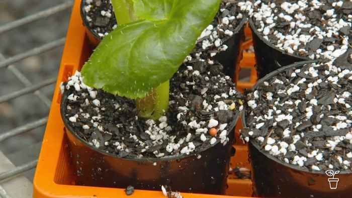 Begonia Tips Image