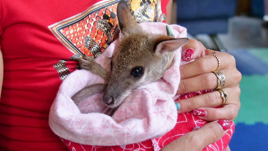 A small wallaby joey in a red pouch being held by a woman with nail polish on.