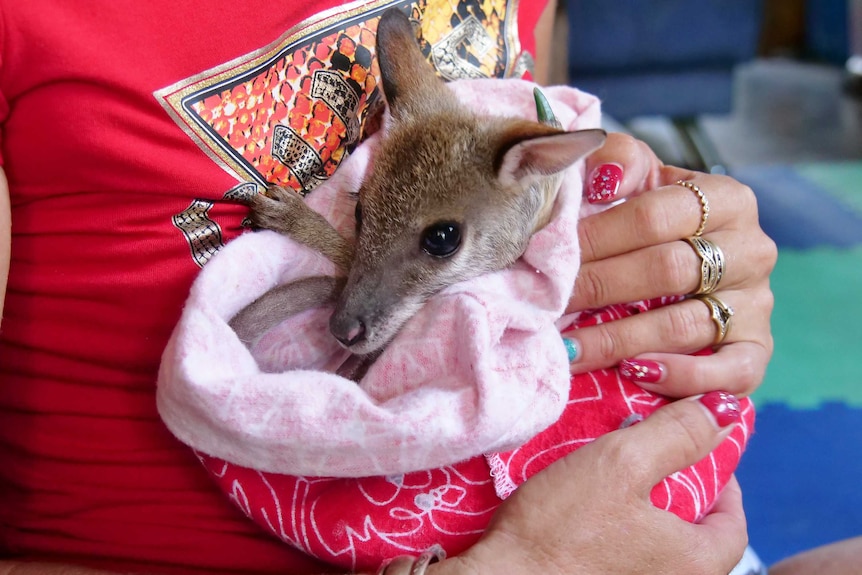 A small wallaby joey in a red pouch being held by a woman with nail polish on.