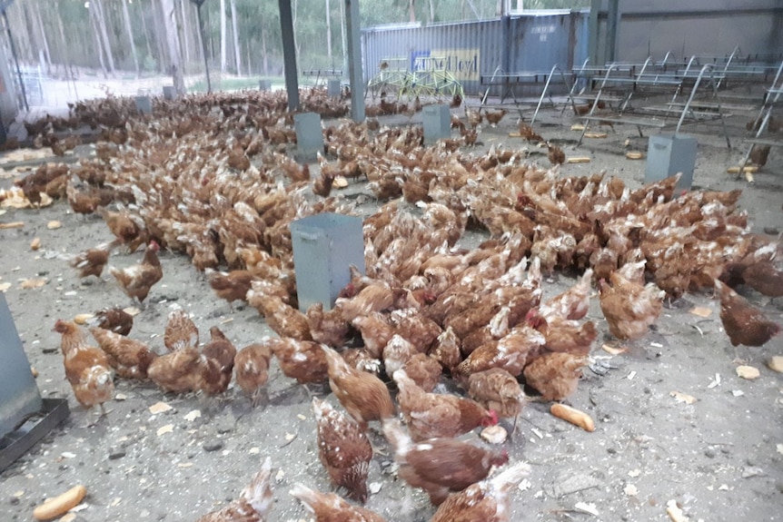 A shed full of hens.