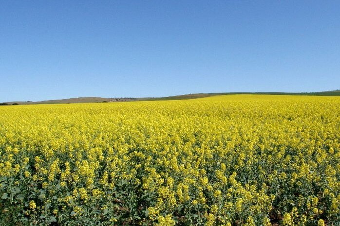 A yellow canola crop in flower