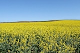 A yellow canola crop in flower
