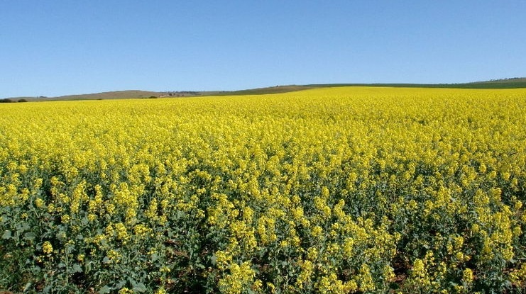 A canola crop in South Australia