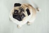 An image of a cute brown and black pug dog taken from above