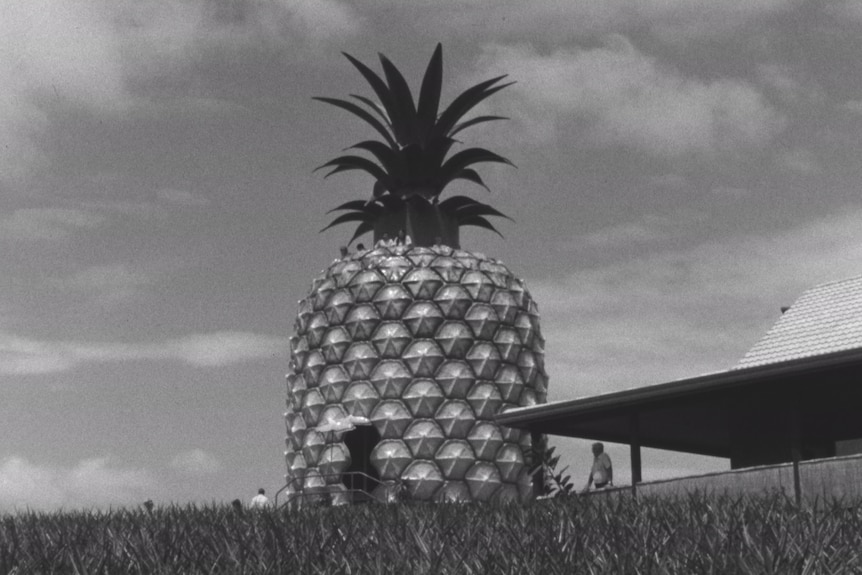 black white photo of large pineapple
