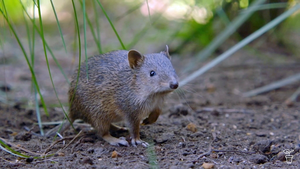 Bandicoot Native Nook - Gardening Australia