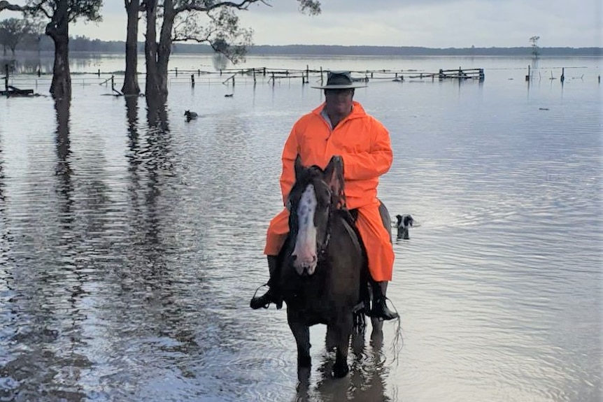 Man with fluro orange raincoat and gumboots riding a a brown horse through floodwater with two dogs swimming behind them.
