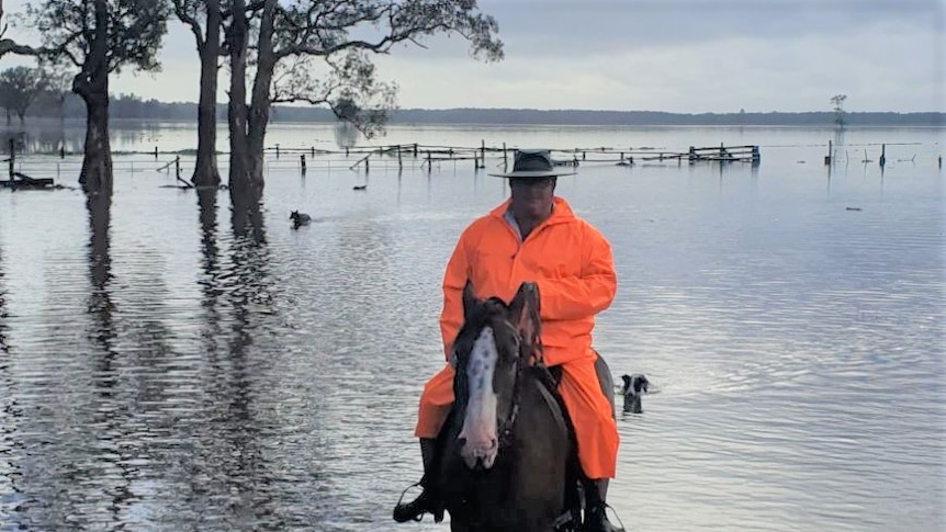 Grazier Troy Irwin on his horse with his cattle dogs wading through flood water in the background.