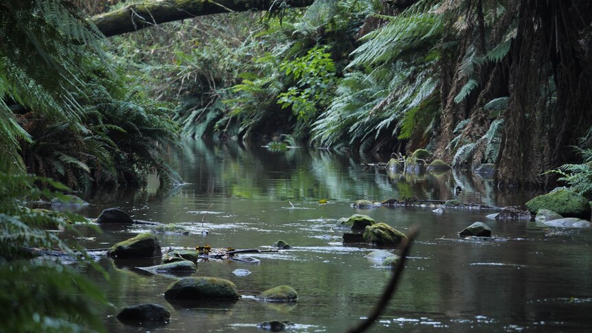 clear water streams over missy rocks surrounded by ferns and branches on the its banks