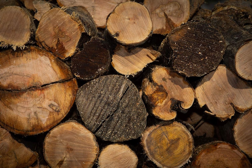 Stacked firewood catching the sunlight.