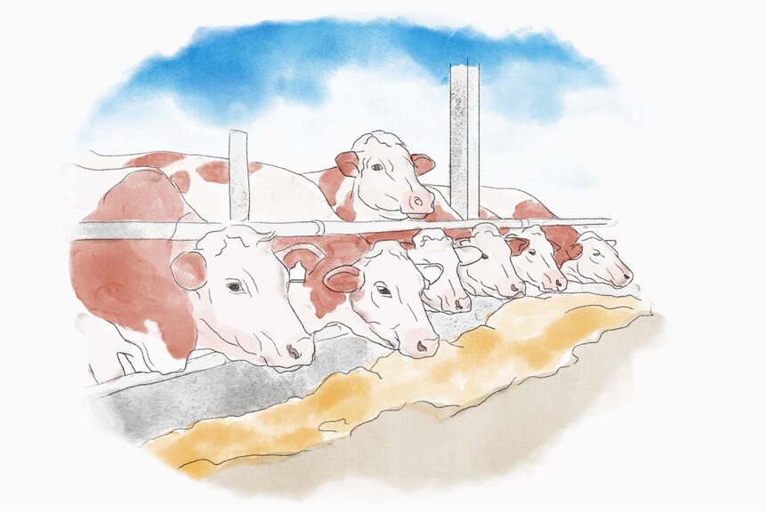Water colour of Hereford cattle in feedlot eating corn grain off the ground.