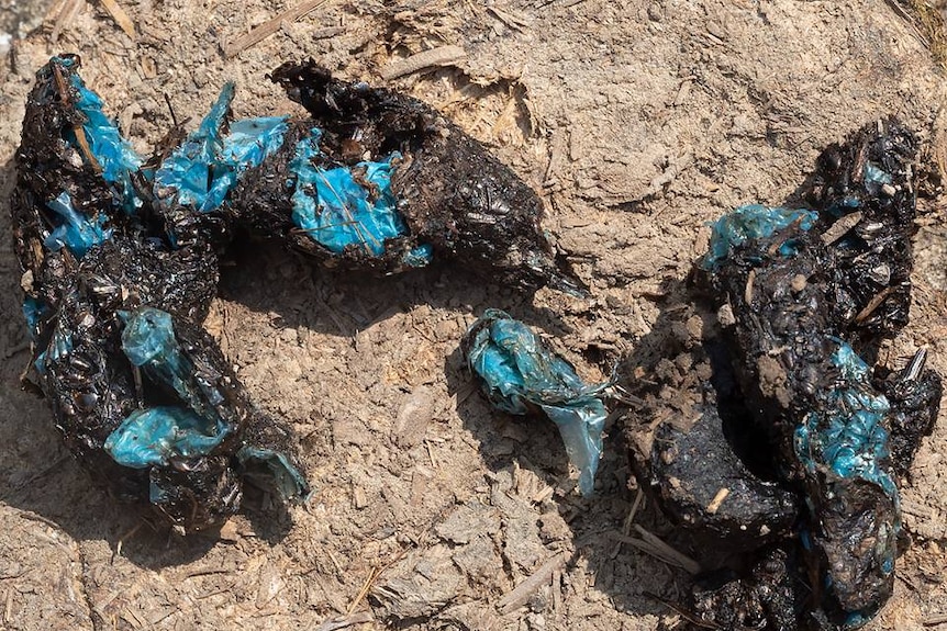 A picture of animal scat with plastic woven through it.