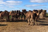 Camels in yards