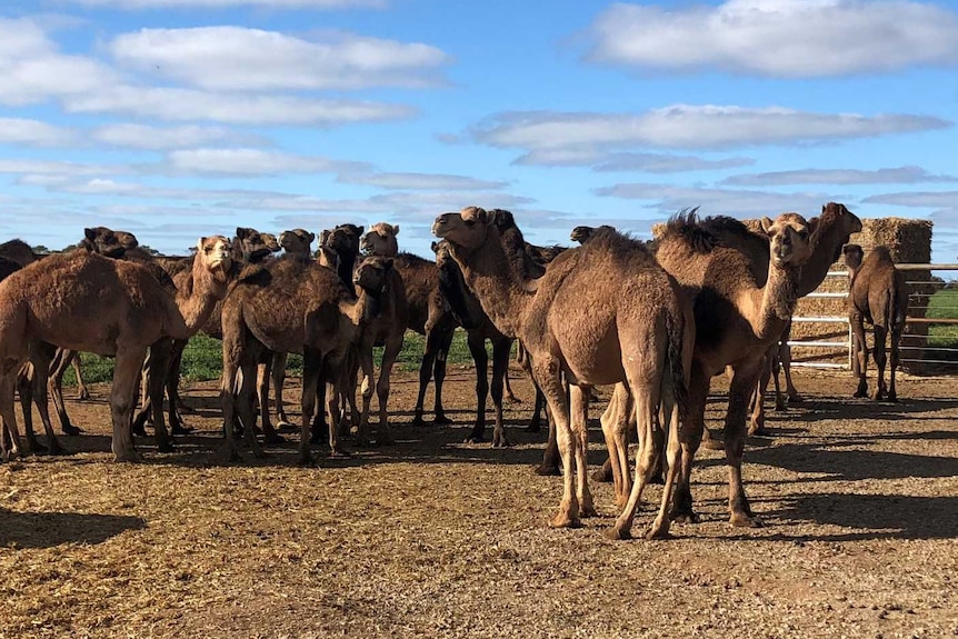 Camels in yards