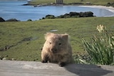 Wombat poking its head above a deck with a coastal backdrop.