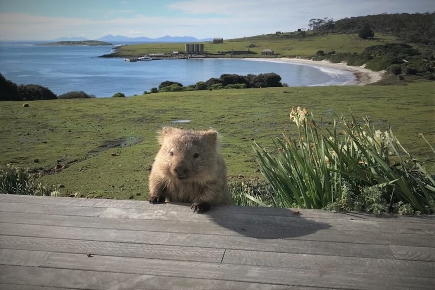 Wombat poking its head above a deck with a coastal backdrop.