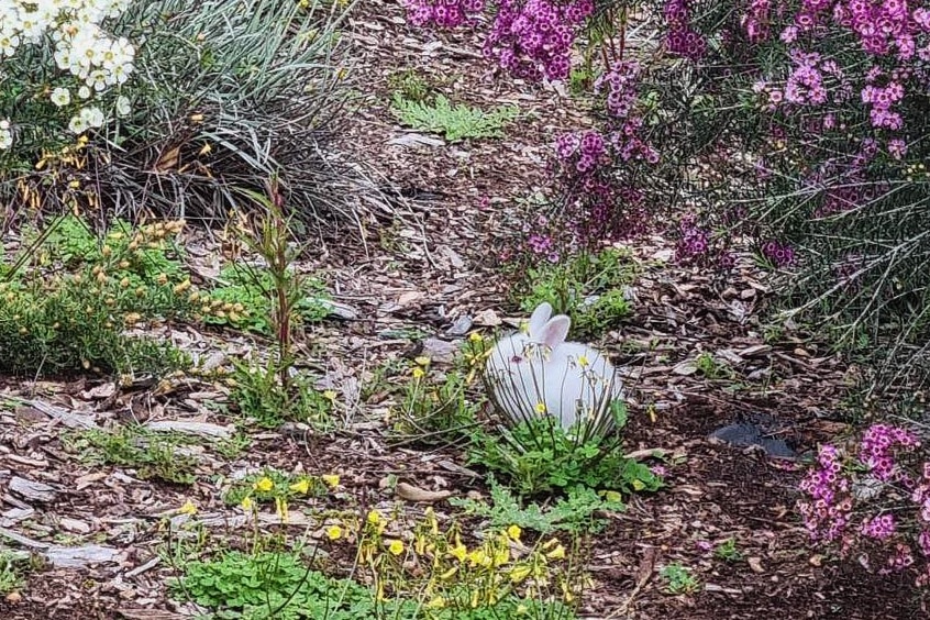 A bunny surrounded by wildflowers