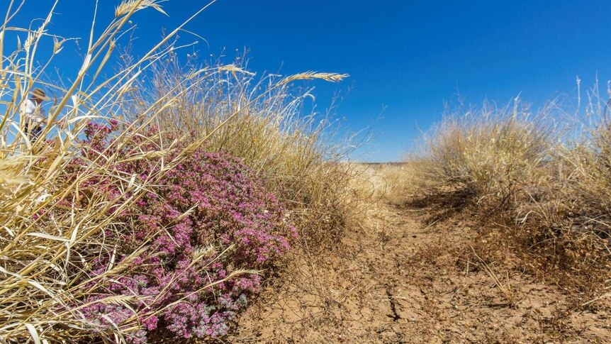 Grasses and a small flowering bush grow against a slight slope of cracked earth.
