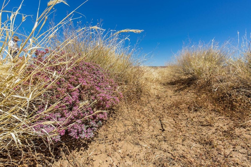 Grasses and a small flowering bush grow against a slight slope of cracked earth.