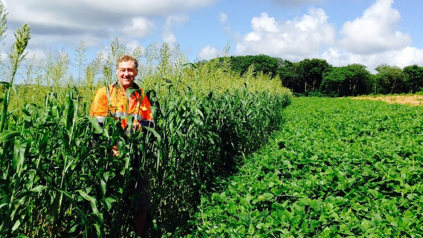 Professor John Howieson stands amid the successful sorghum crop on Christmas Island