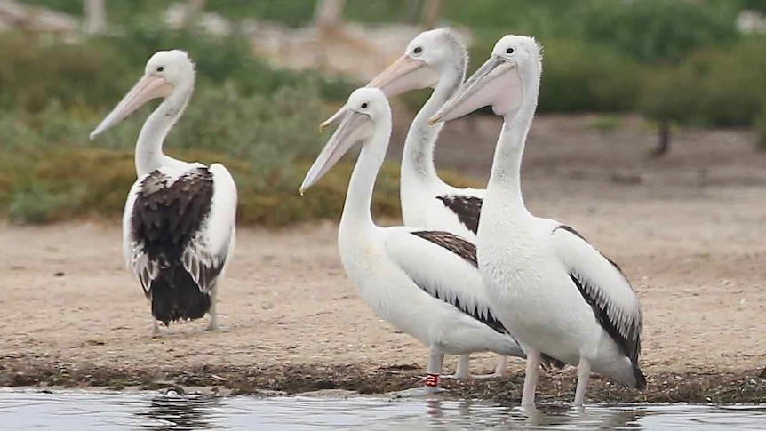 Four pelicans in a lake.