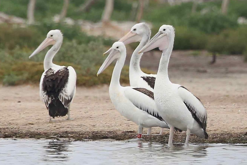 Four pelicans in a lake.