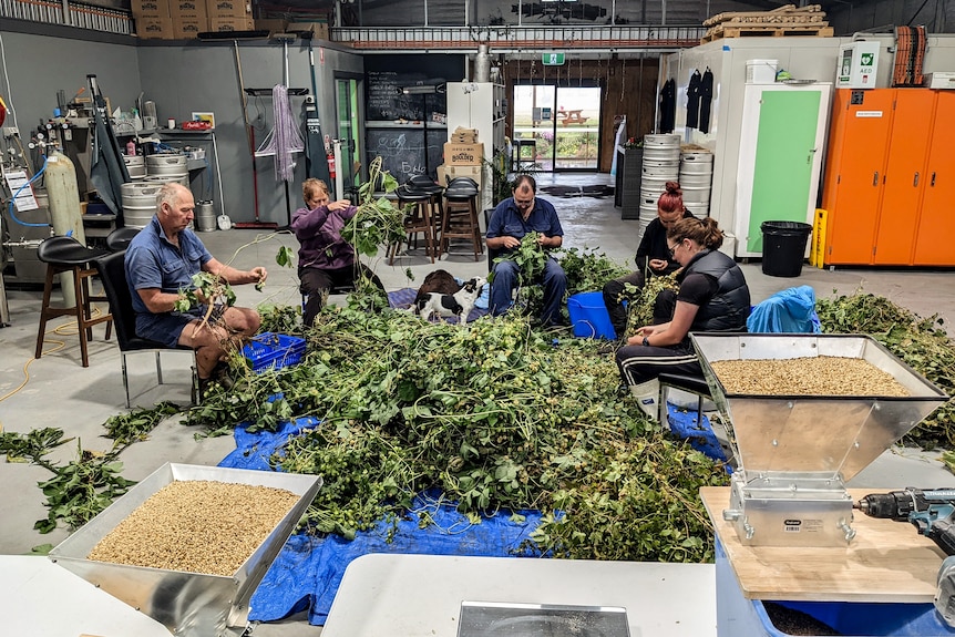Five people sit on chairs working with large green hop bushes in an industrial brewing shed, surrounding by brewing equipment