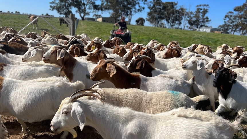 Herd of goats in the foreground, male farmer on a quad bike in the background.