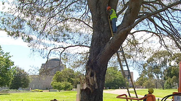 The tree will undergo surgery to help protect it from rot.